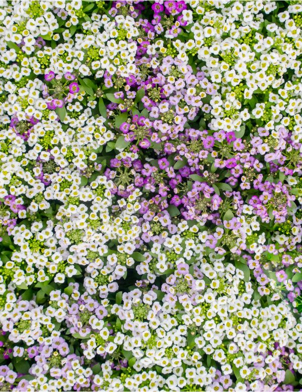 Alyssum Seeds