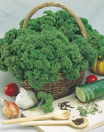 Parsley Curlina