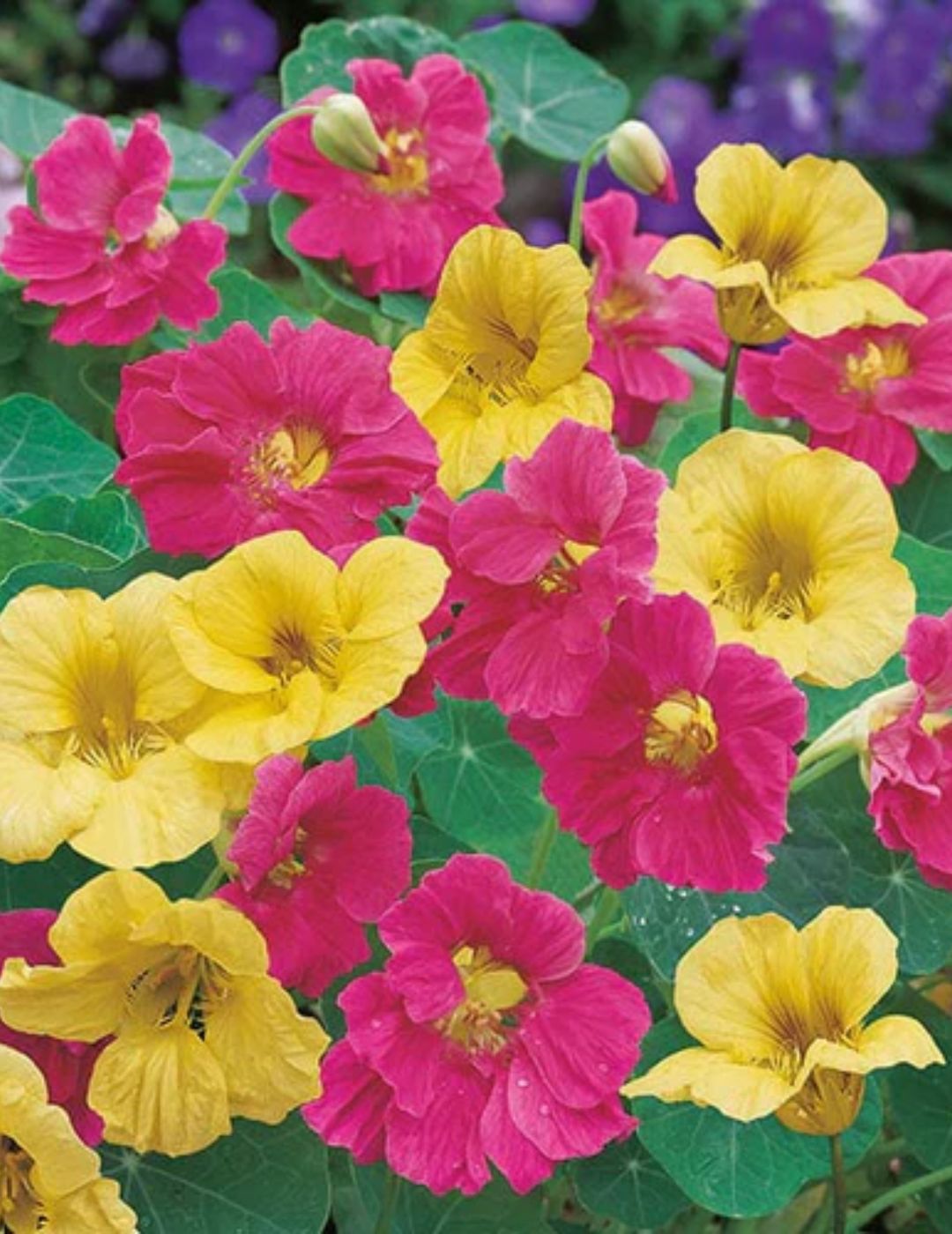 Little Gardeners Nasturtium Summer Carousel Seeds