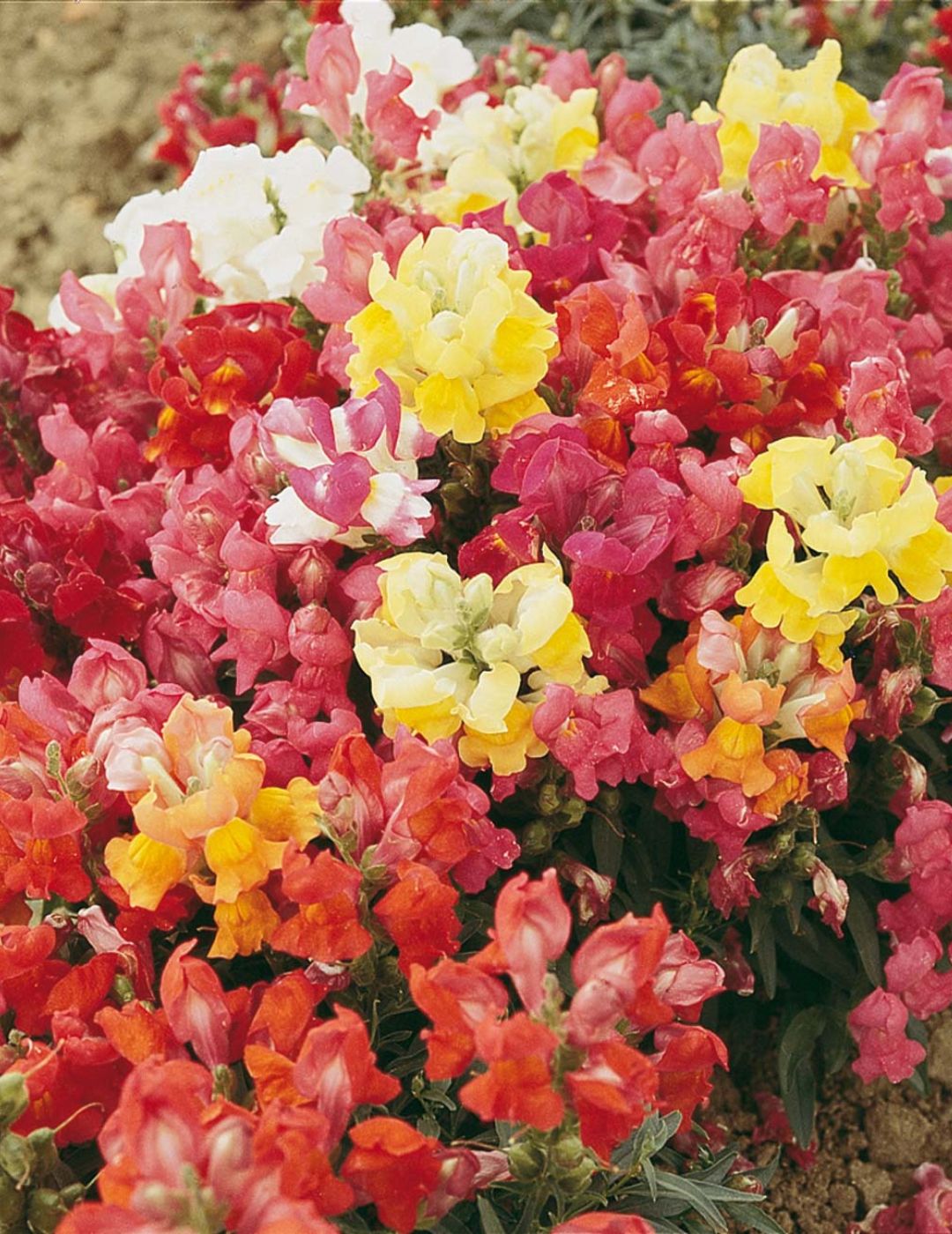 Little Gardens Baby Snapdragons Seeds
