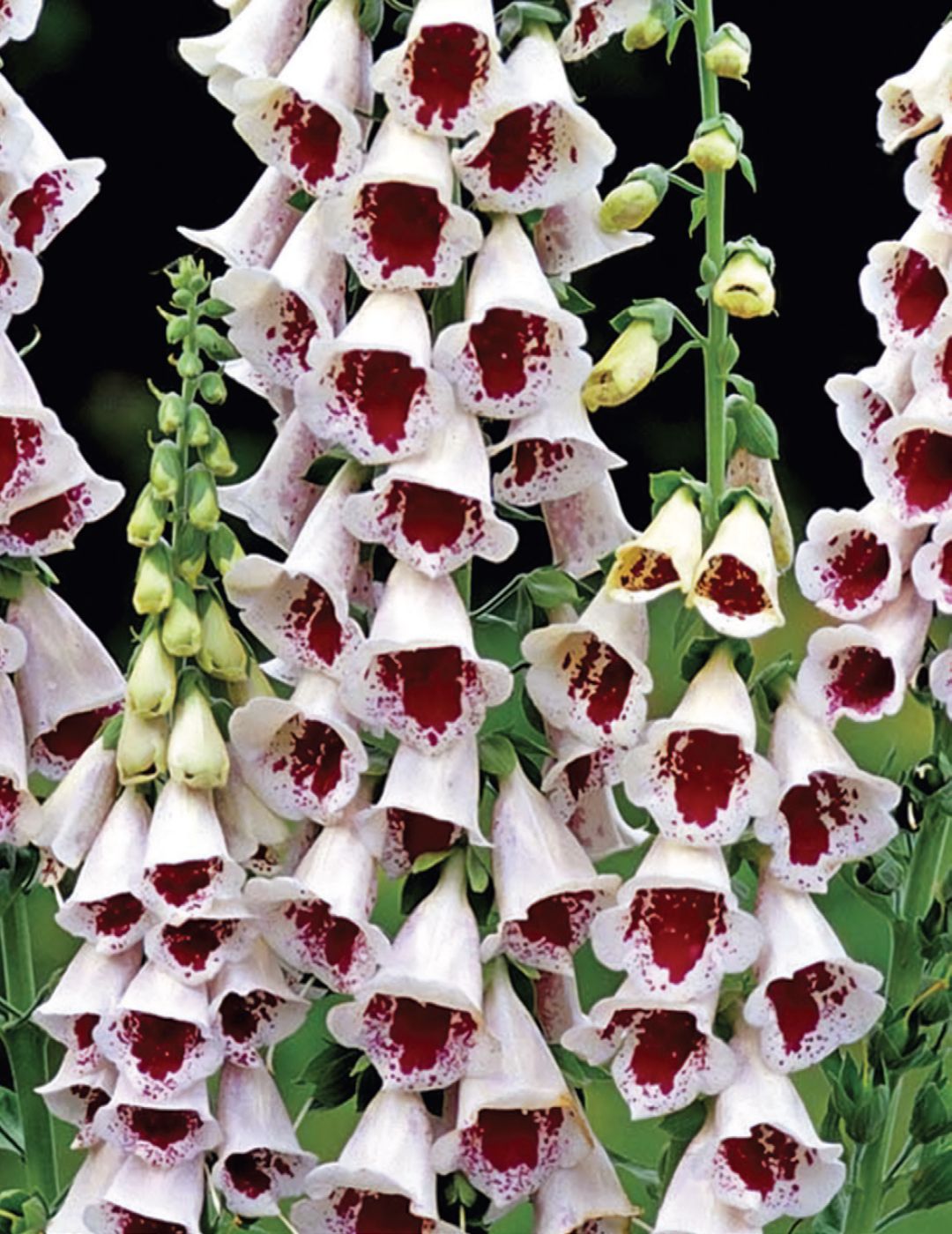 Foxglove Pams Choice