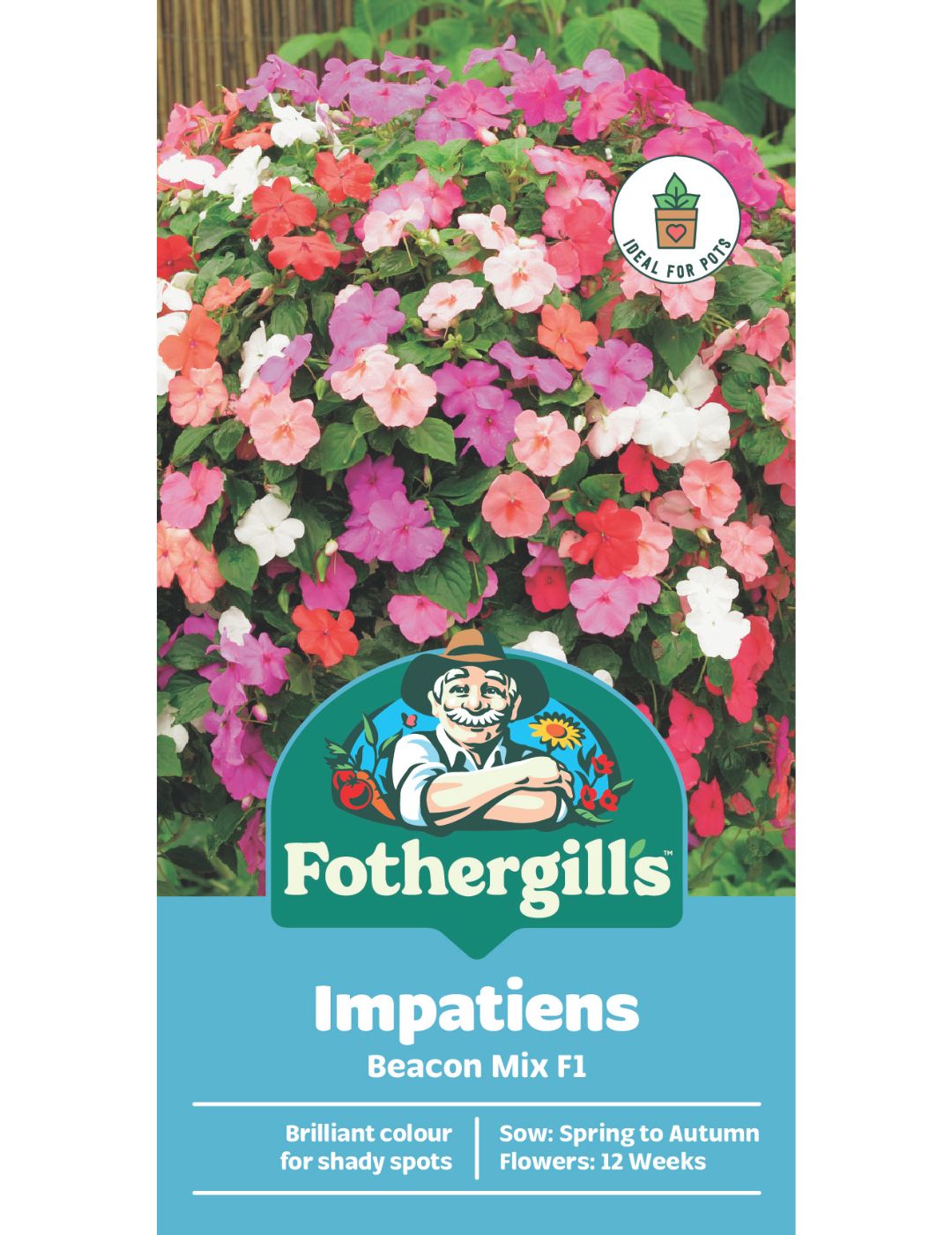 Impatiens Beacon Mix F1