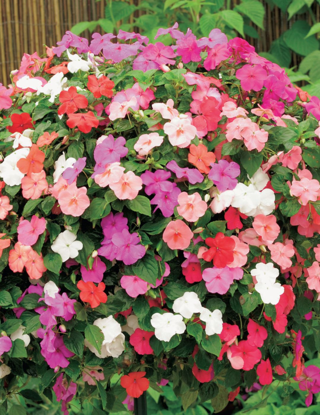 Impatiens Beacon Mix F1