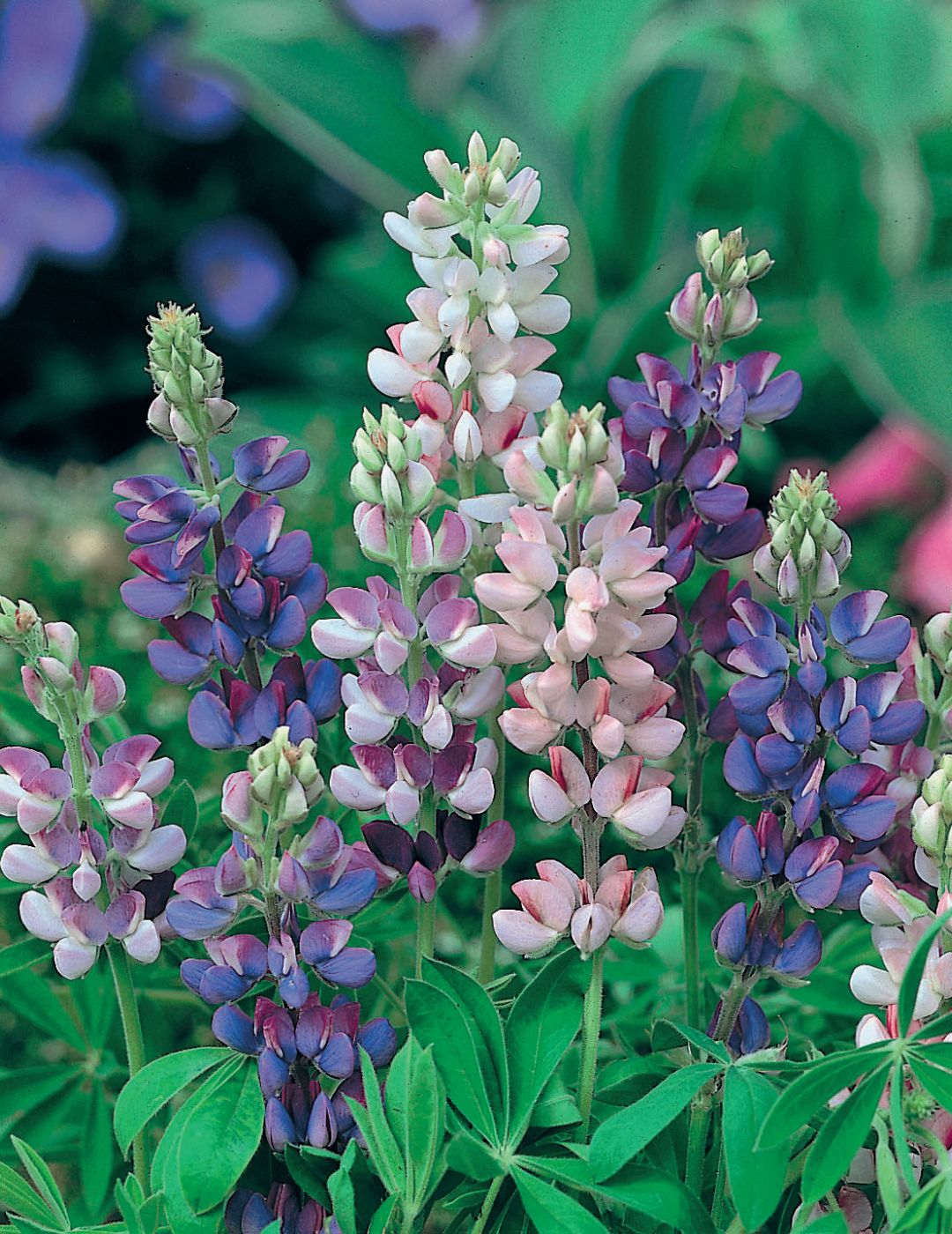 Lupin Pixie Delight