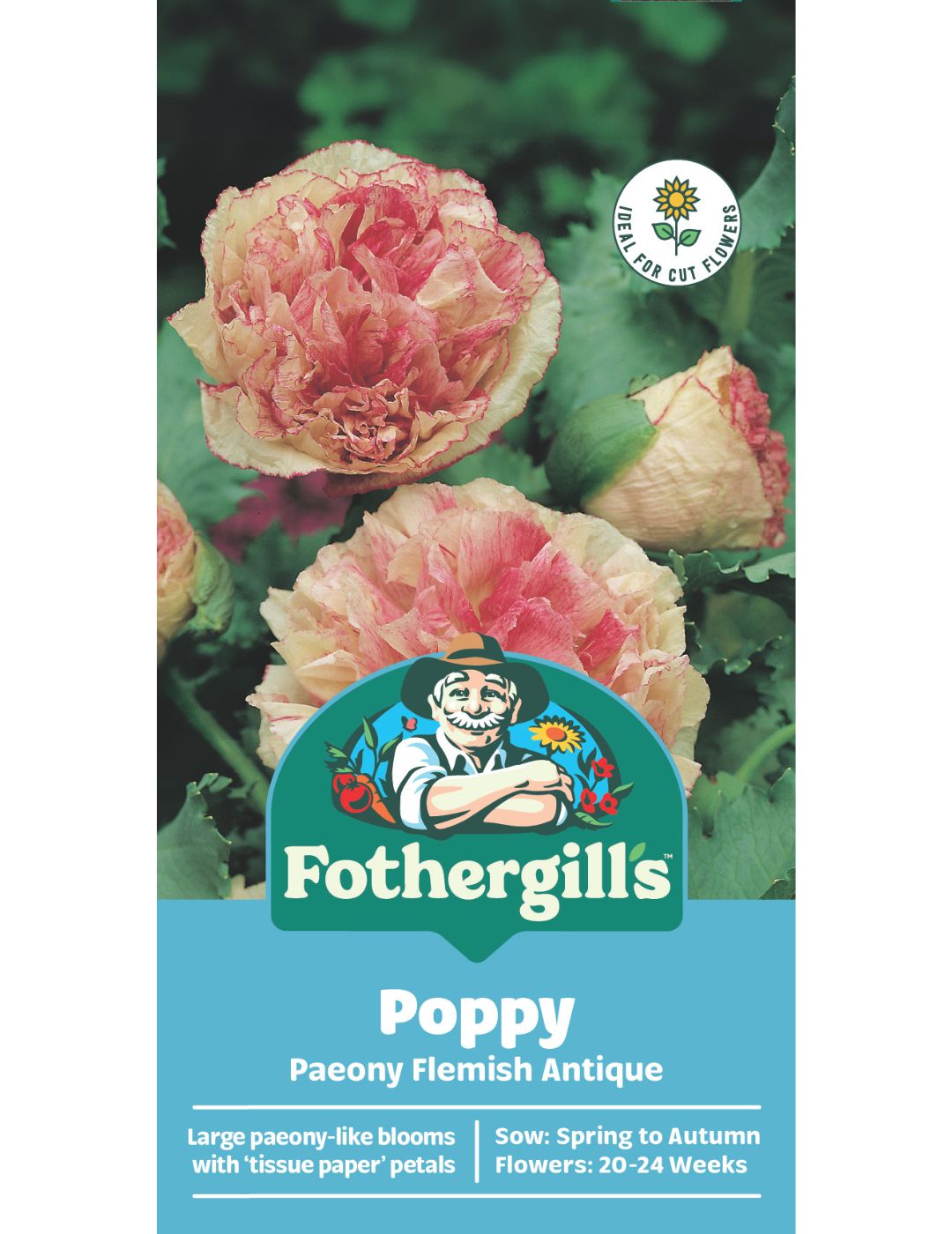 Poppy Paeony Flemish Antique