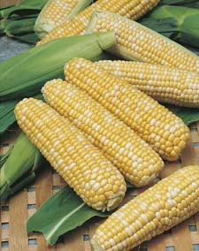Sweet Corn Snow Gold Bicolour F1 VALUE PACK