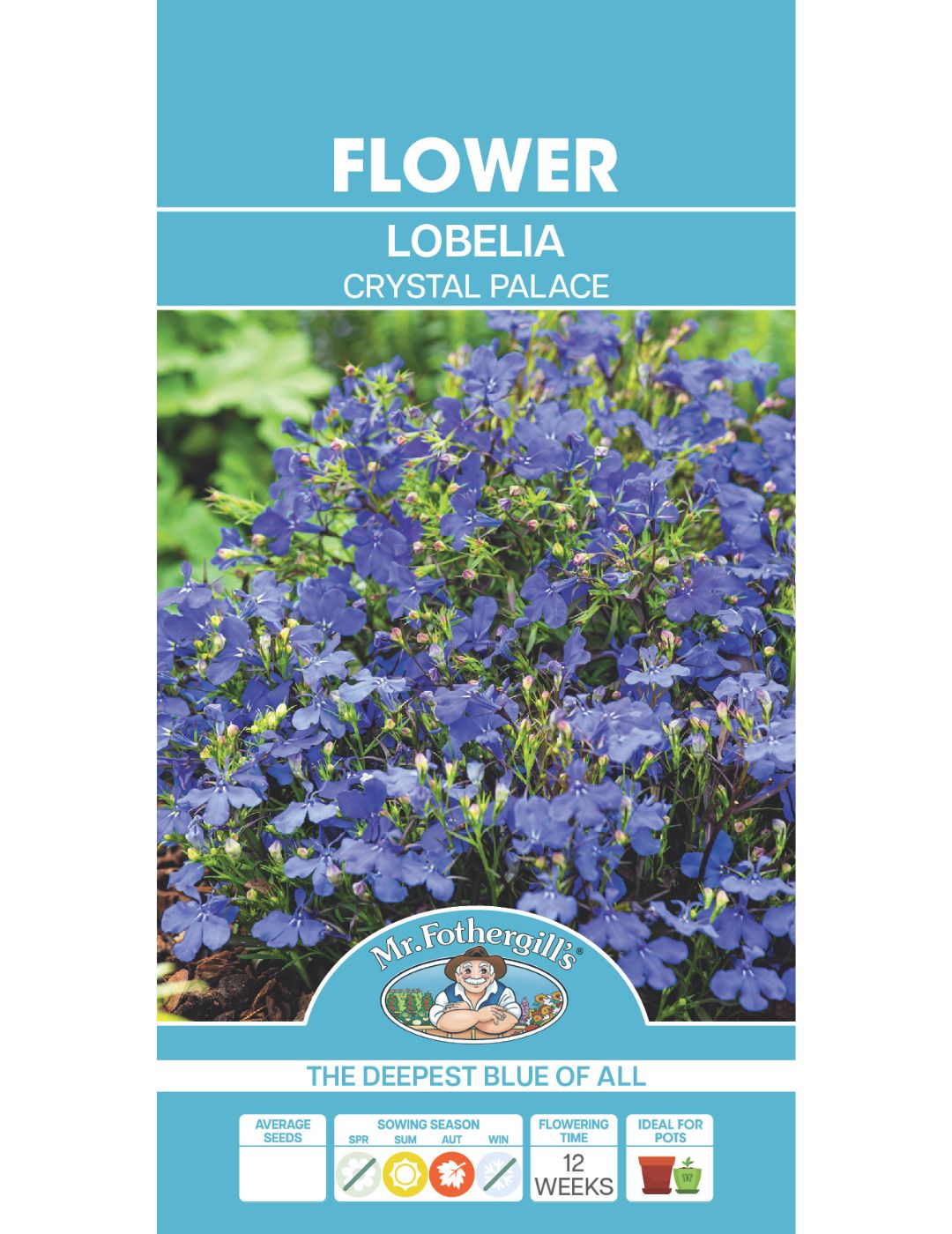 Lobelia Crystal Palace Compacta