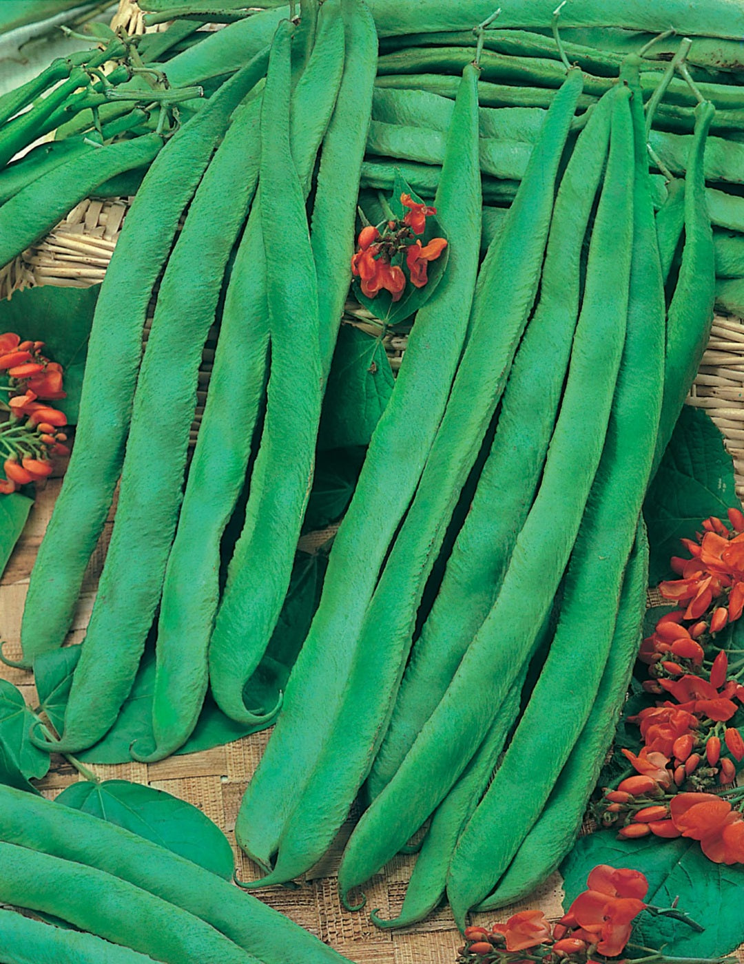 Runner Bean Scarlet Runner '7 Years'