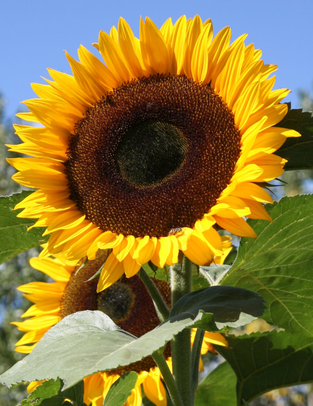 Sunflower Seeds | Giant Sunflower Seeds | Mr Fothergill's NZ