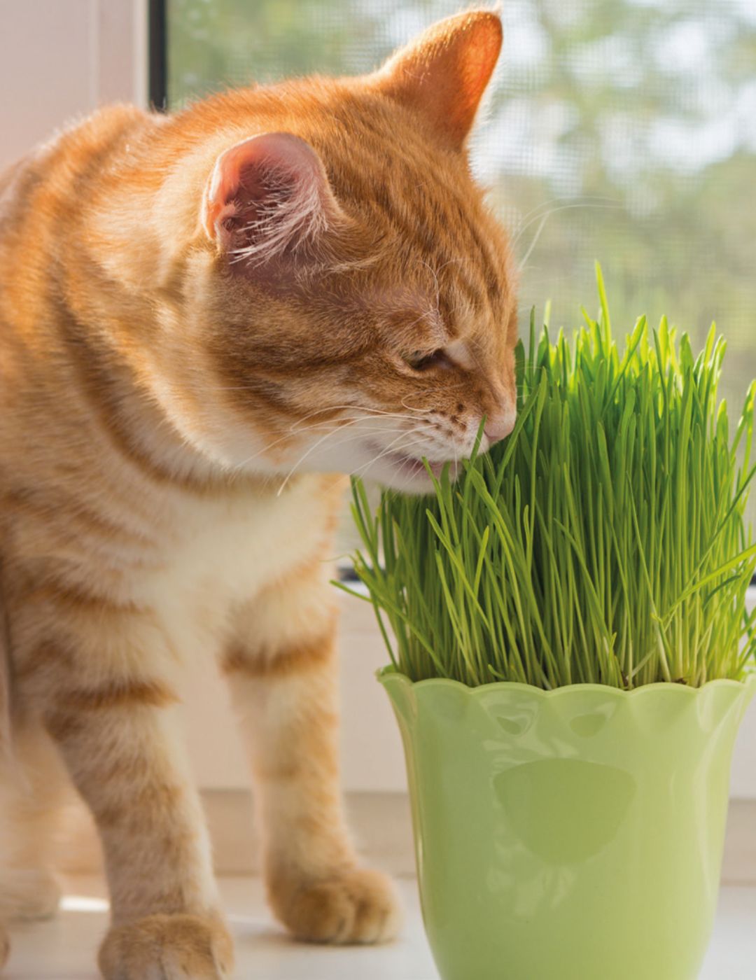 Cat Grass Seeds