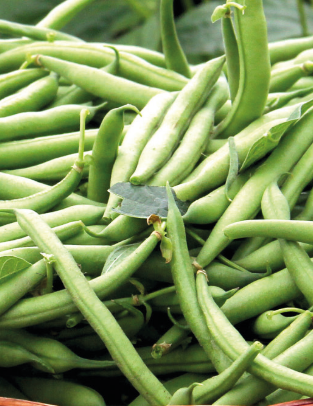 Bean, Dwarf Gourmet Delight