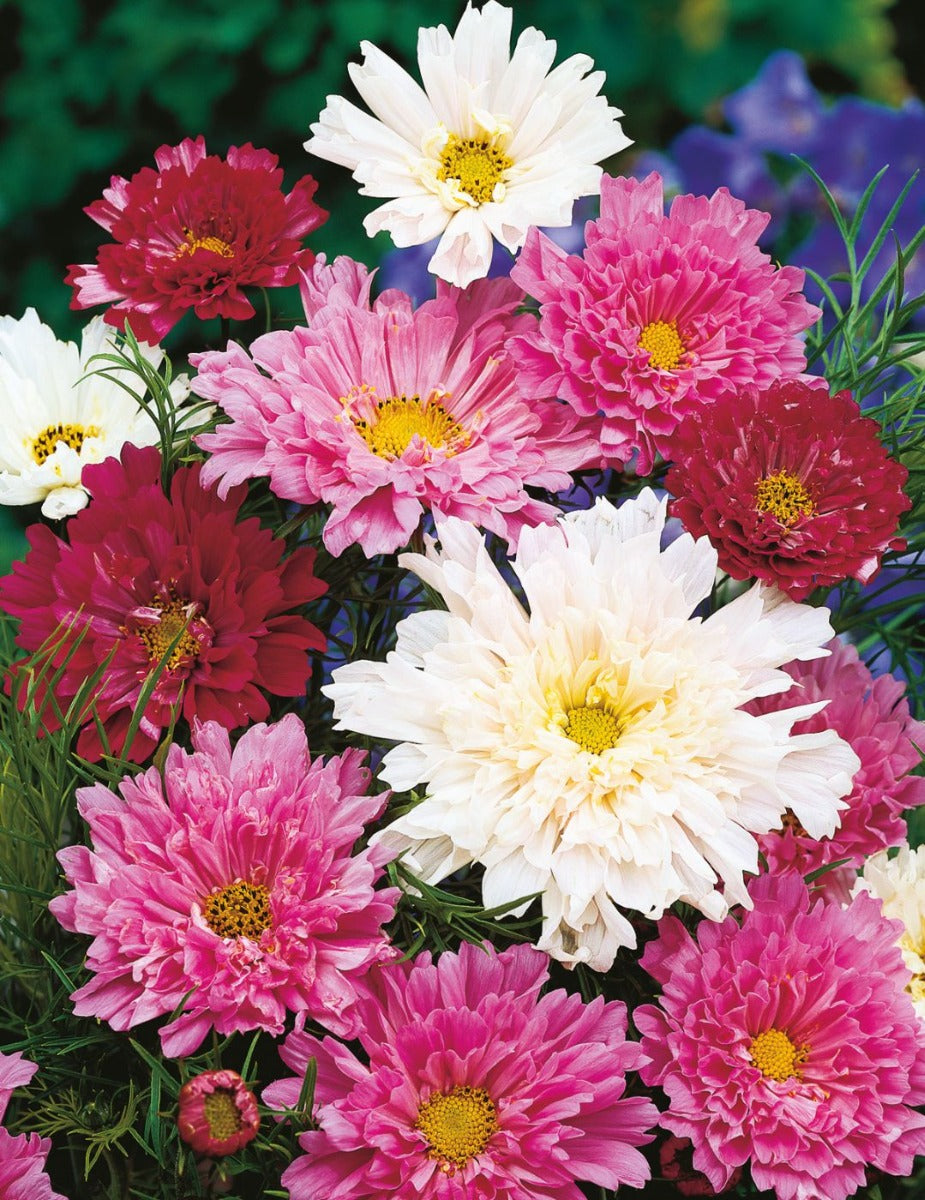 Cosmos Double Click Mix