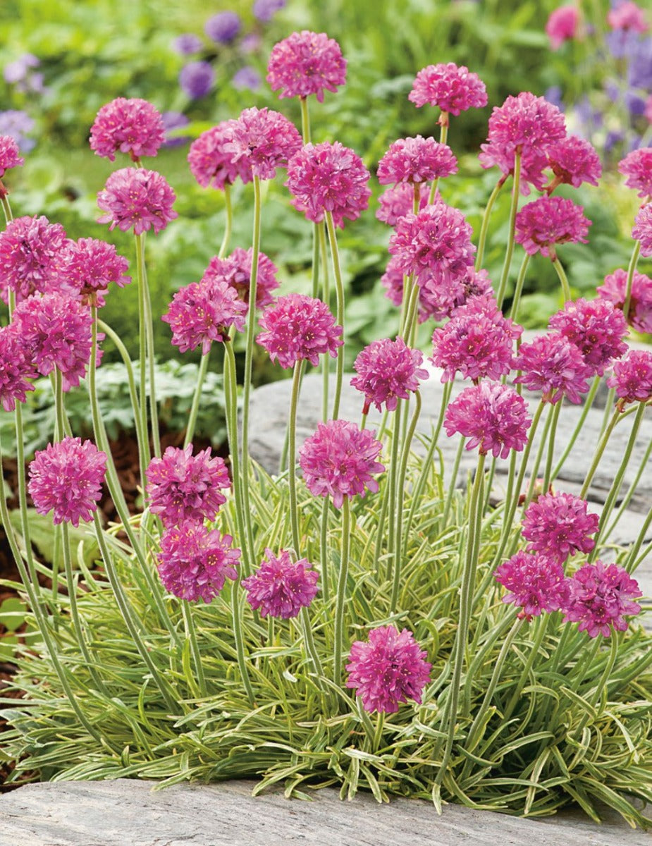 Armeria Mini Sticks Rose