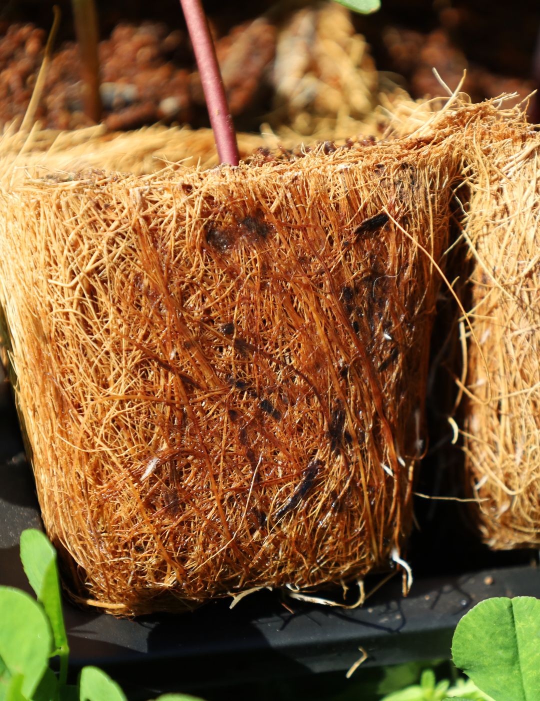 Mr Fothergill's 11cm Coco Fibre Pot (6 Pots)