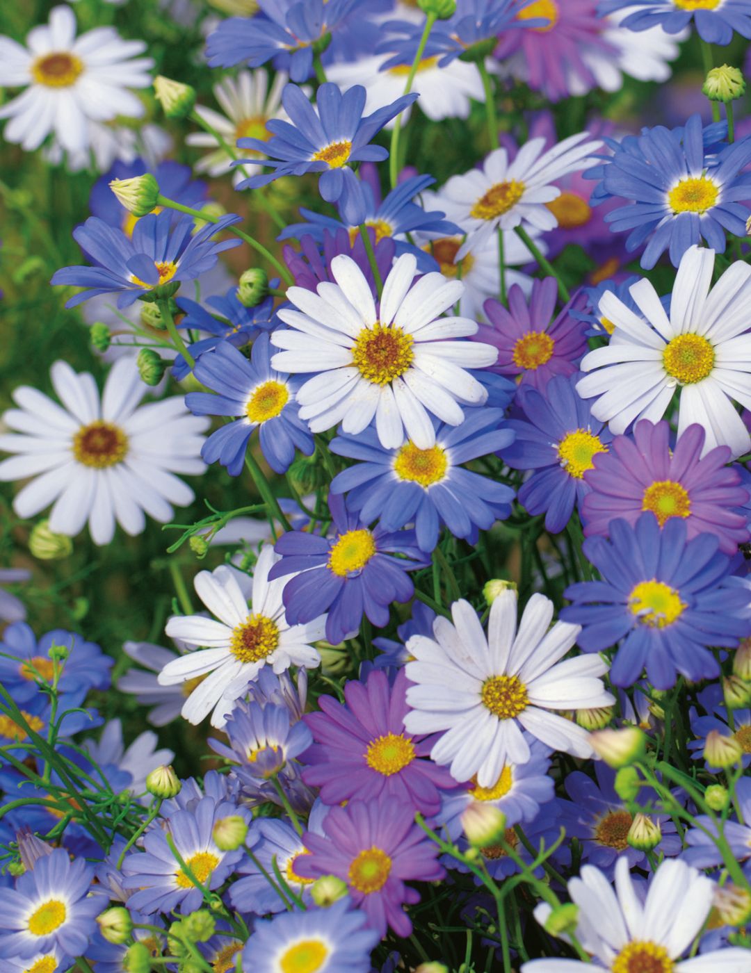 Swan River Daisy Summer Skies