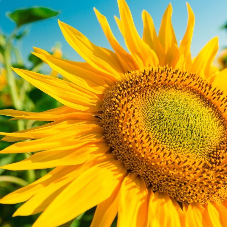 Untitled_design_10_301cd7da-2459-40cf-b8fb-f5b3731f5af4