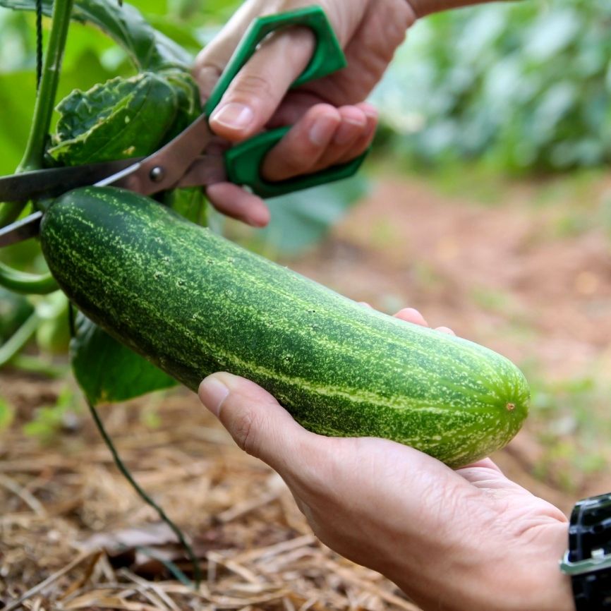 Untitled_design_17_5f48b5d7-48e6-4cb3-afd4-49d403b68811