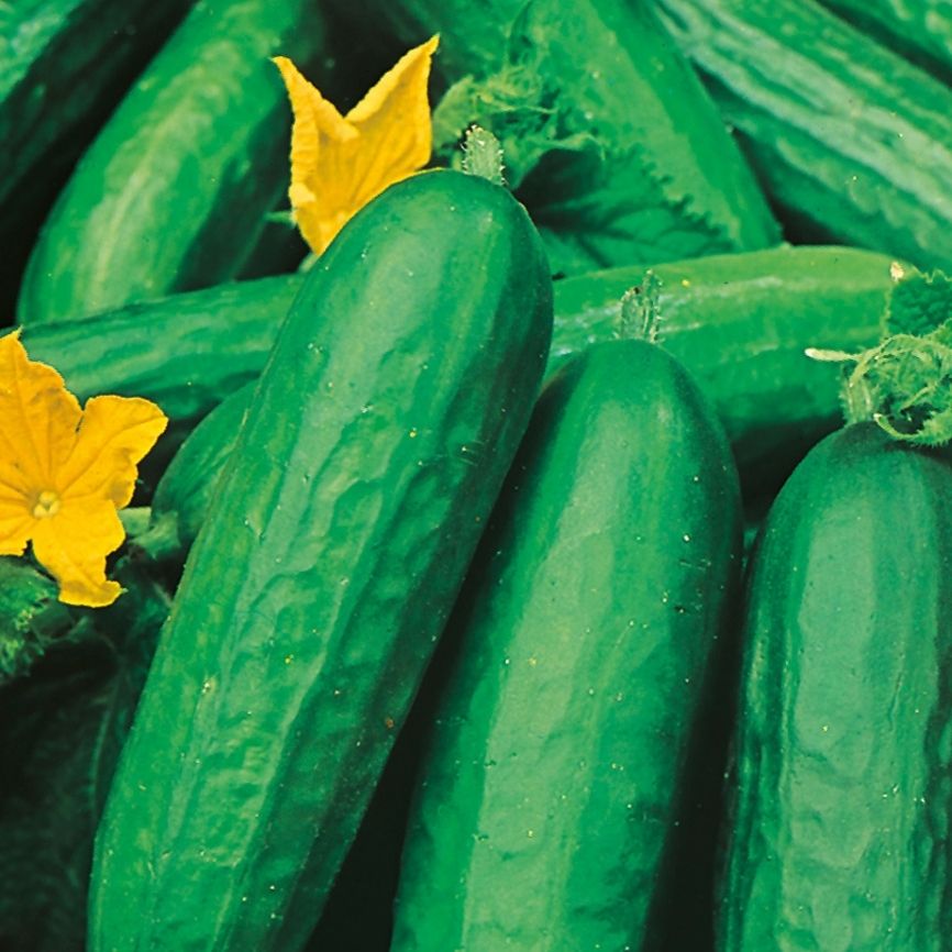 Untitled_design_18_30a769be-4661-41ff-aaef-8a7df0be72aa