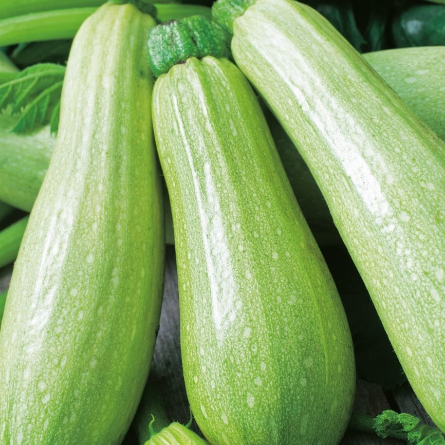 Untitled_design_34_7eca01a8-346b-4bb0-8ed7-53e1876cd22b