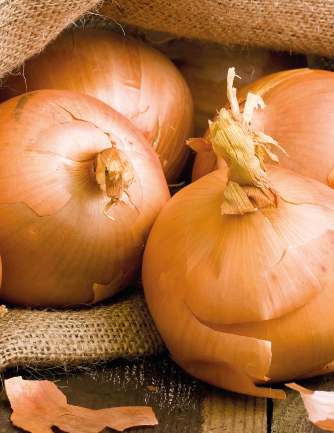 Onion Hunter River Brown