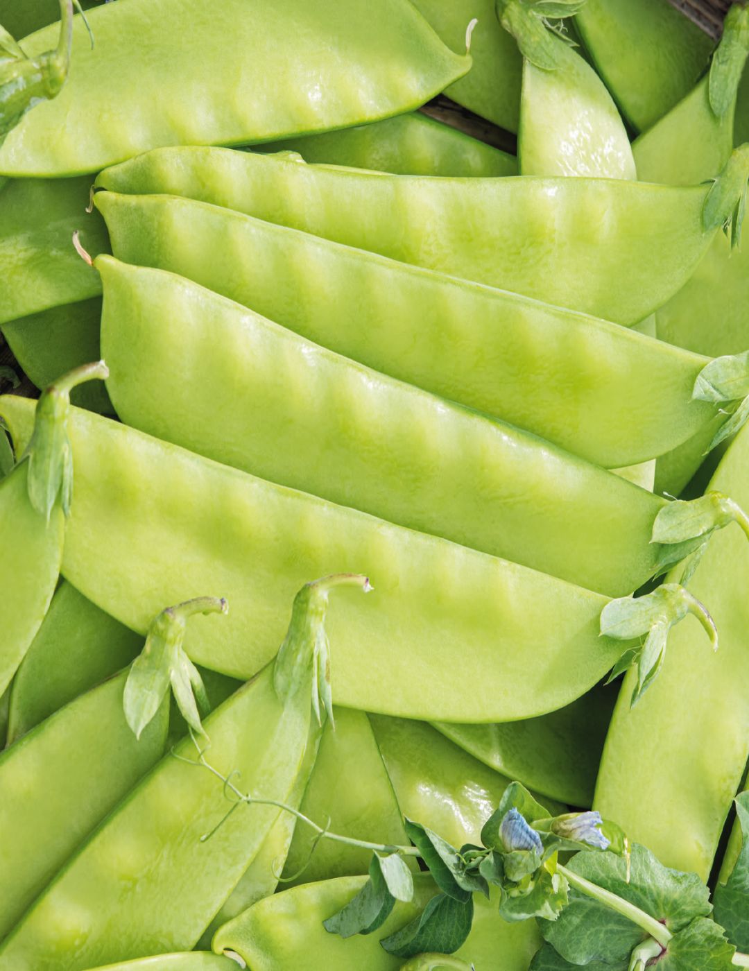 Snow Pea Oregon Dwarf