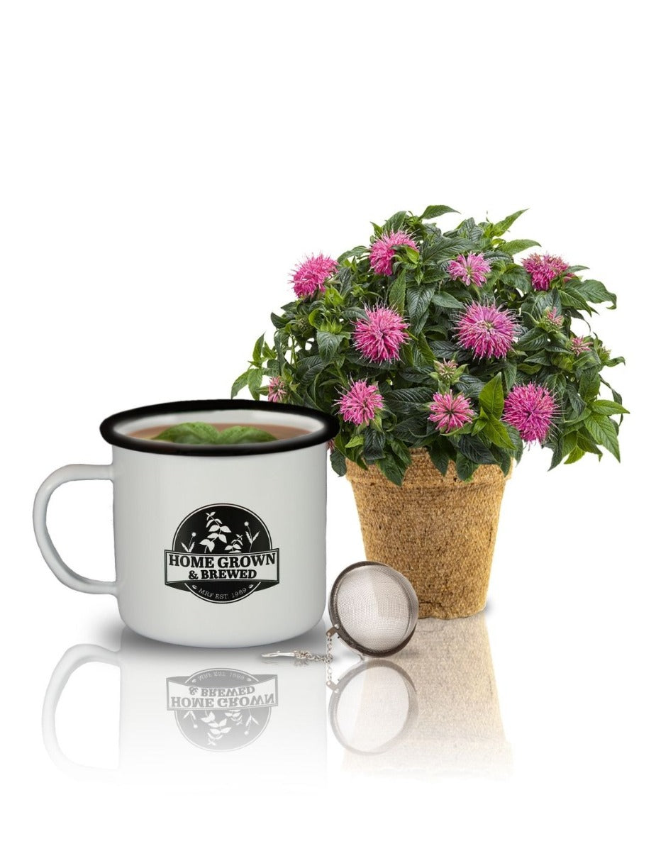 Grow & Brew Tea Kit - Bergamot