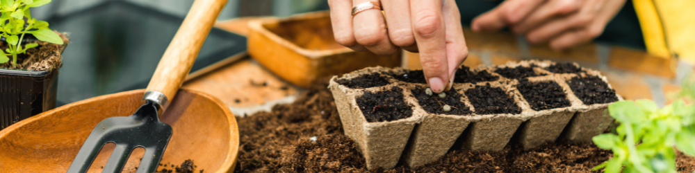 blog_sowing_into_jiffy