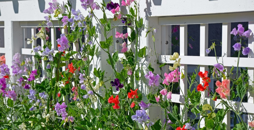 blog_sweet_pea_trellis