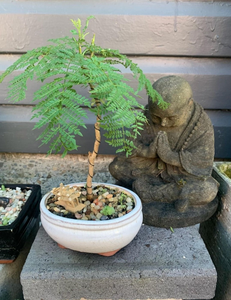 Bonsai Starter Kit - Jacaranda