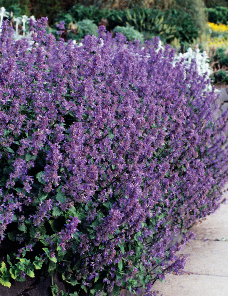 Catmint