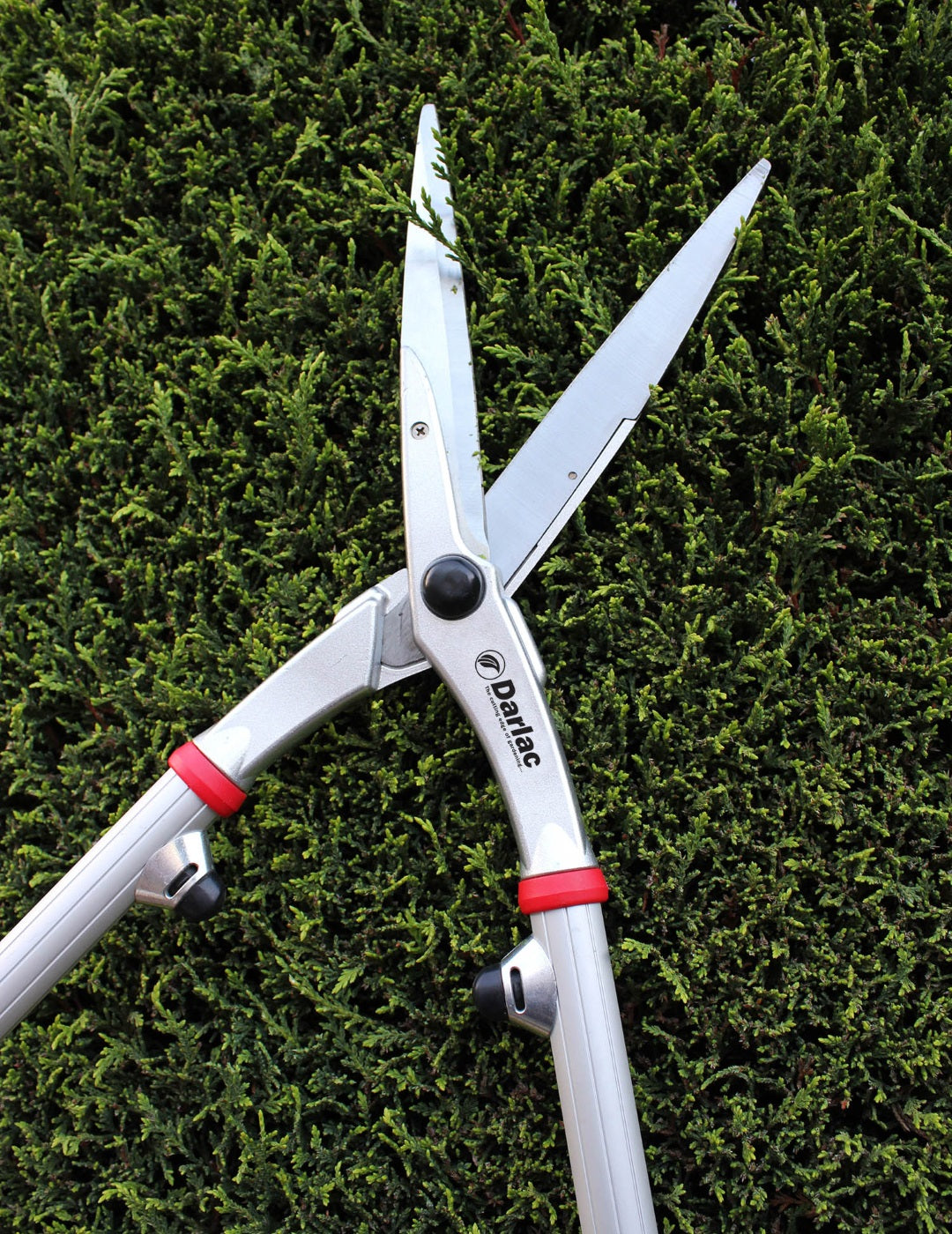 Darlac Expert Superior Pro Shears