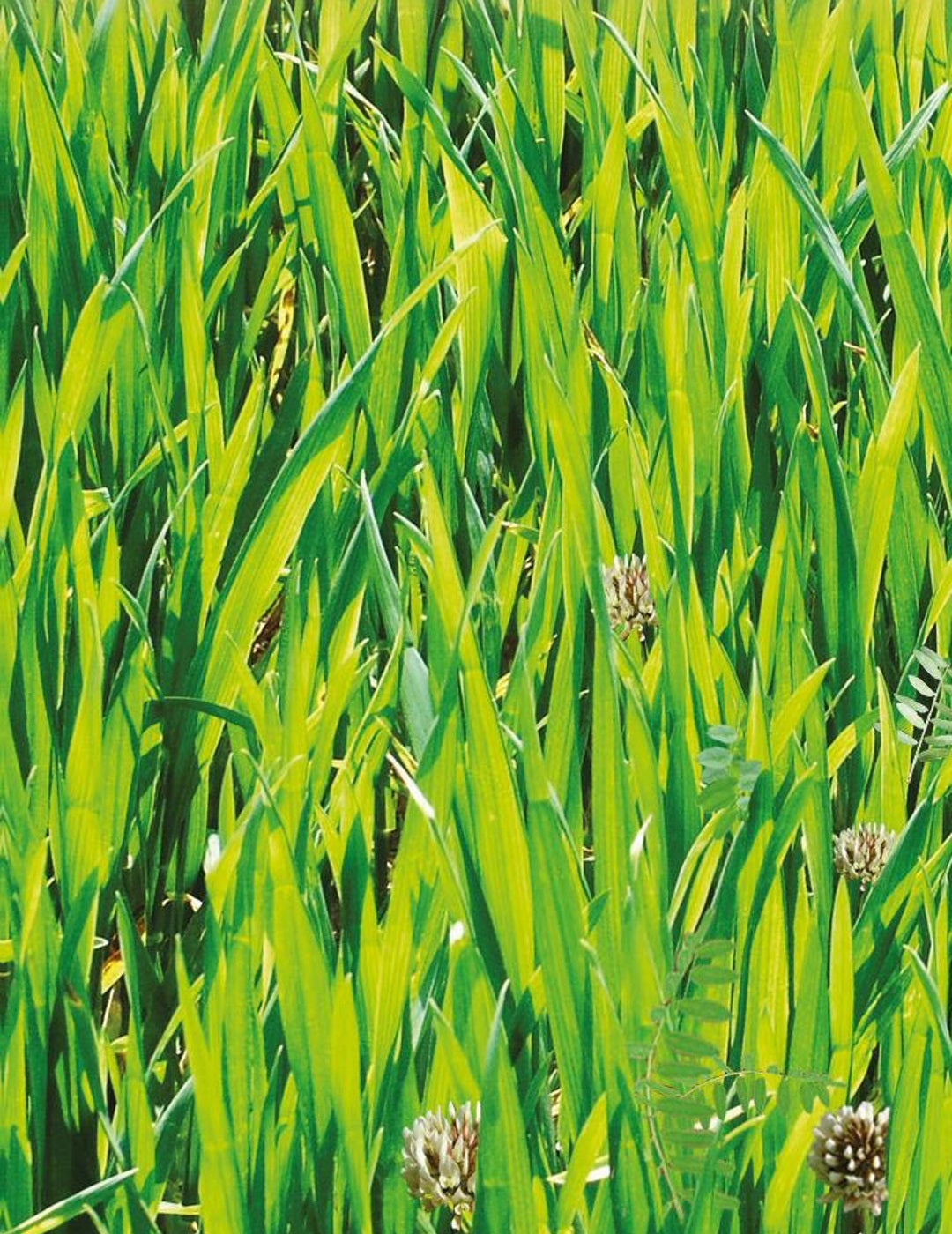 Green Manure 'Cover Crop'