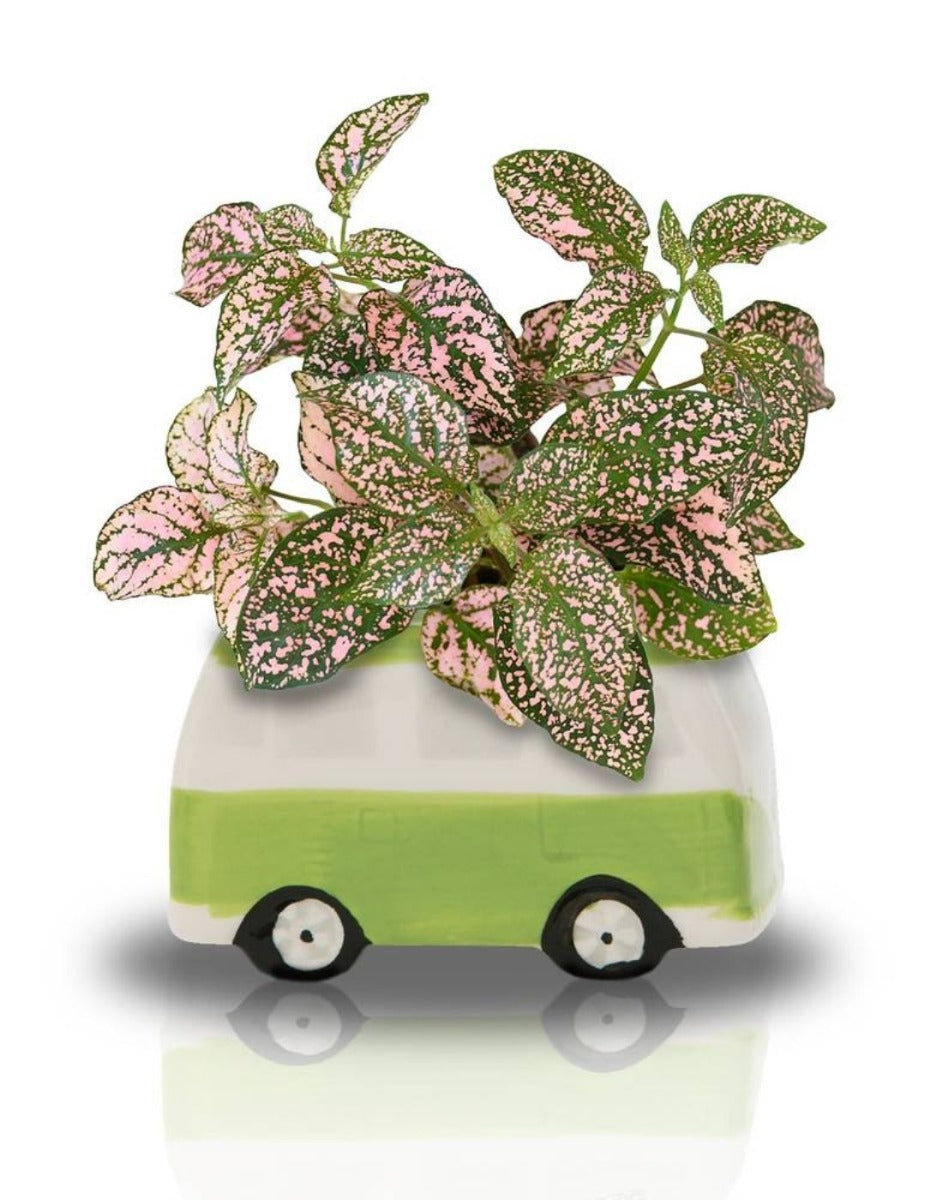 Minivan Grow Kit - Freckle Face Van - Green