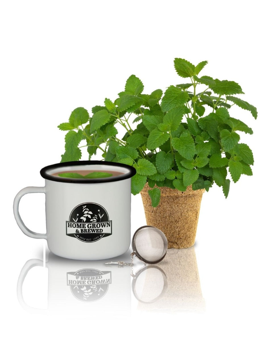 Grow & Brew Tea Kit - Lemon Balm