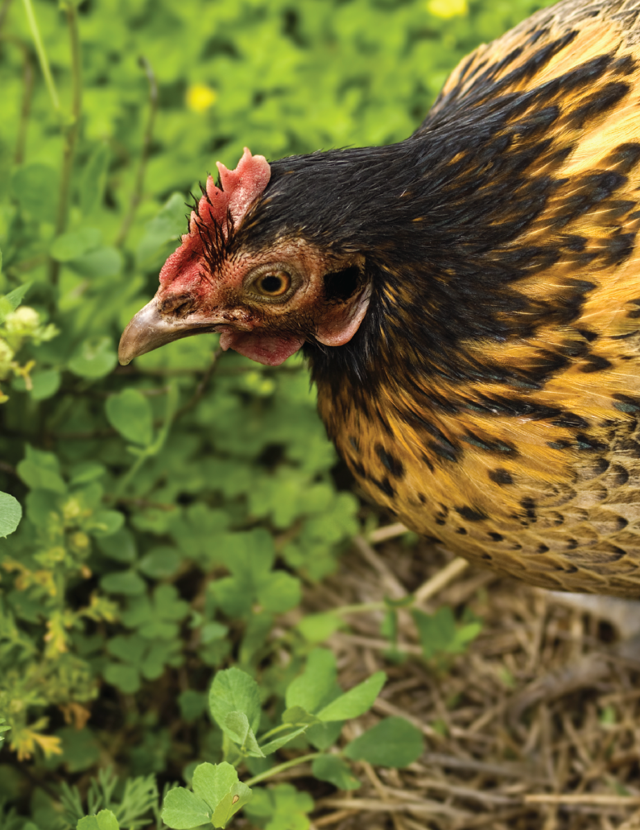 Chicken Foraging Mix