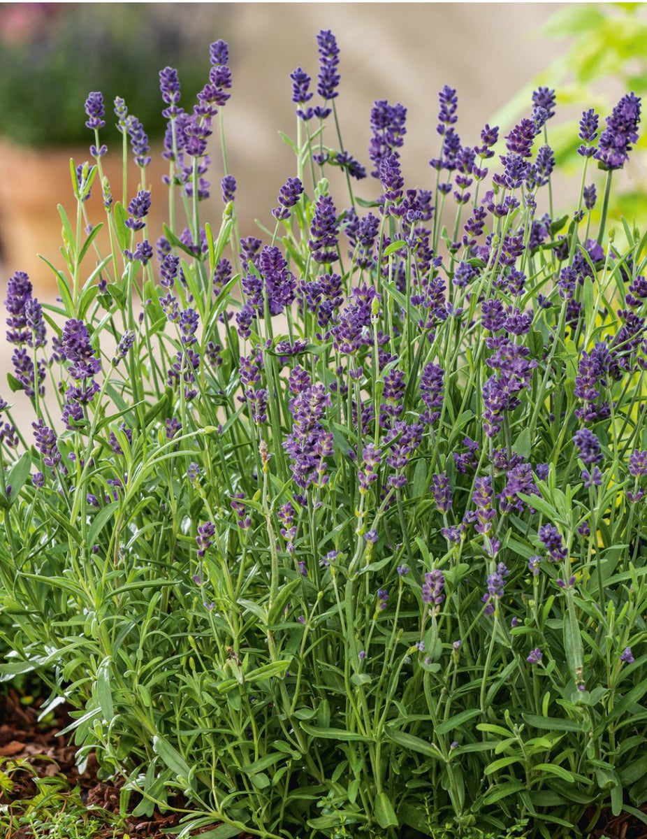 types of lavender plants nz English Dwarf Lavender Seeds