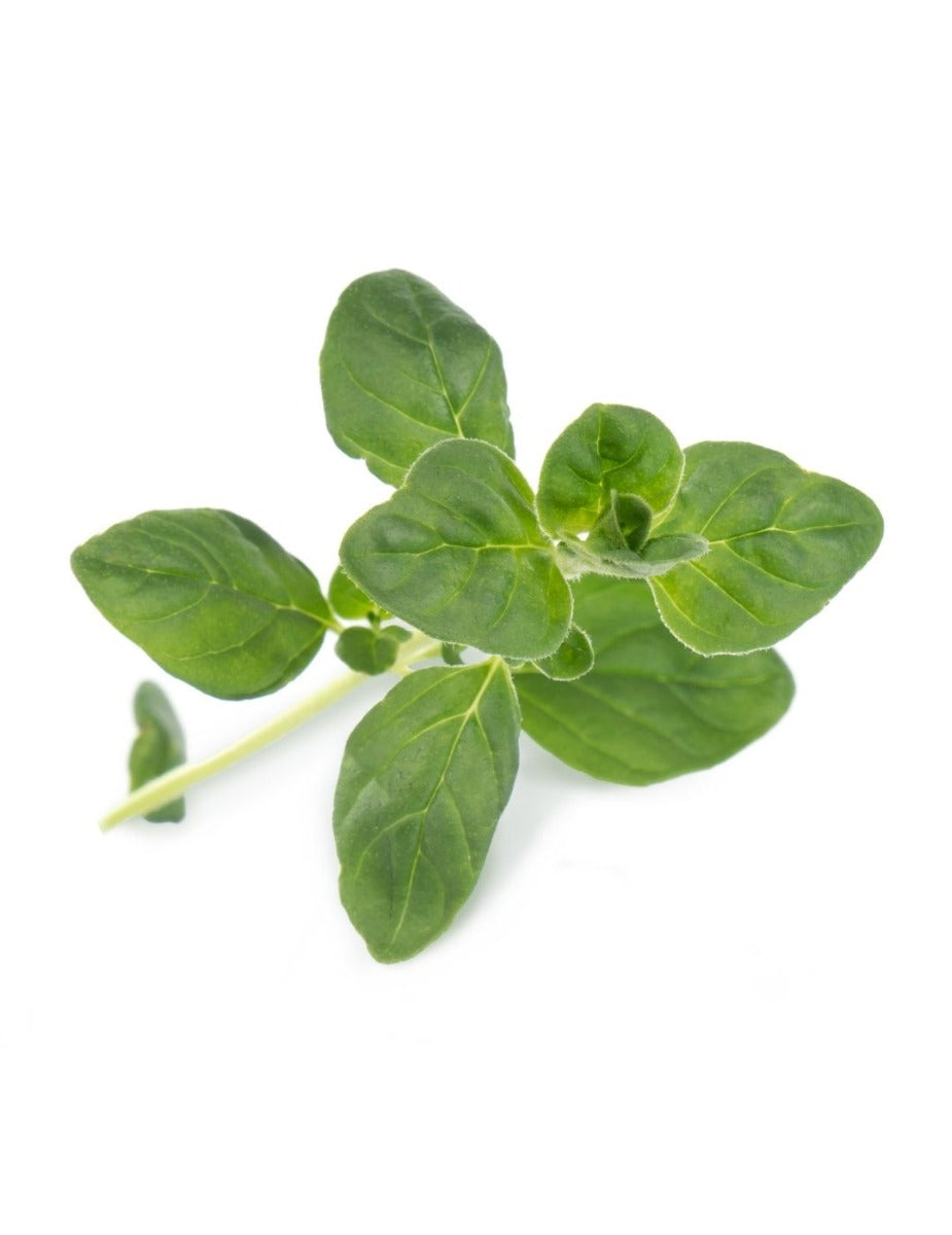 Véritable® Seed Lingot® - Oregano