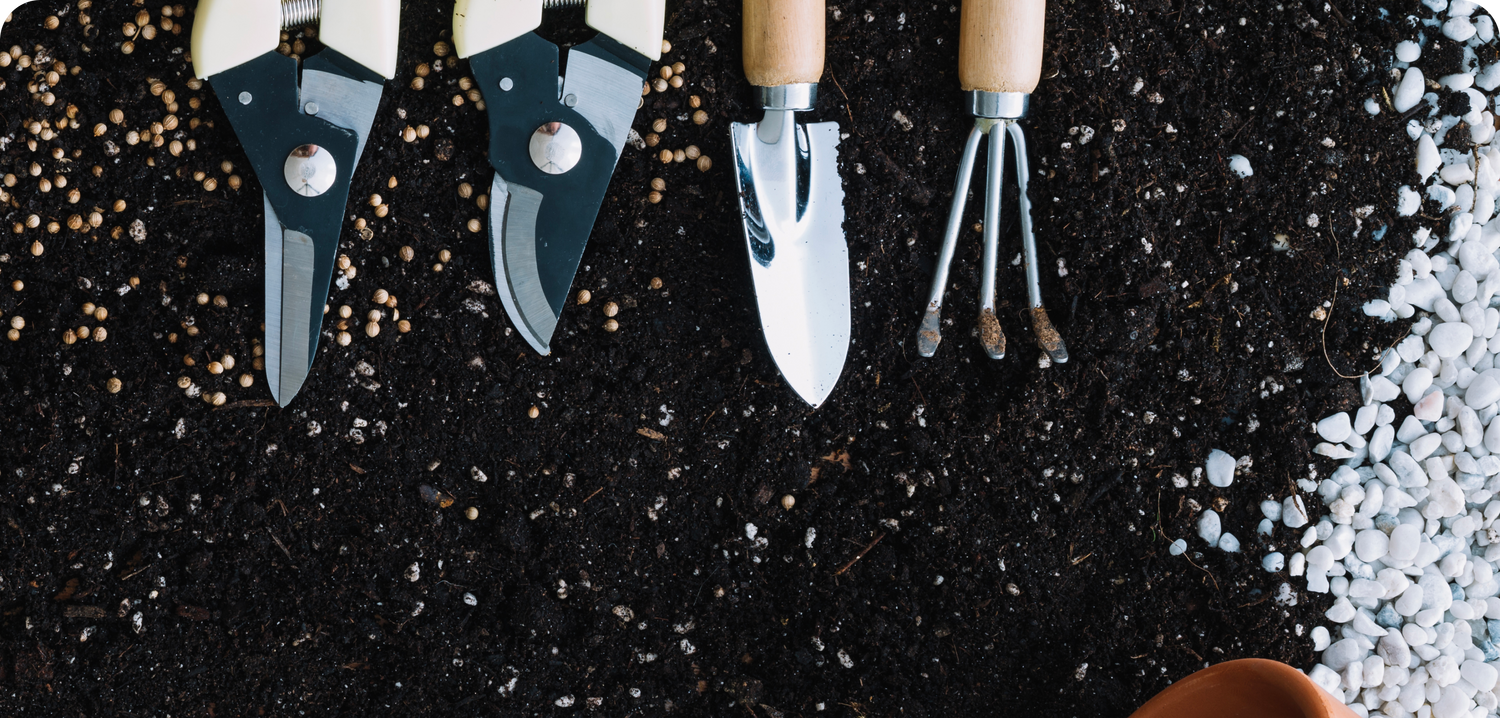 overhead-view-hand-holding-small-fresh-potted-plant_1_26e08a49-278a-42e8-9135-8ba33e08ea77