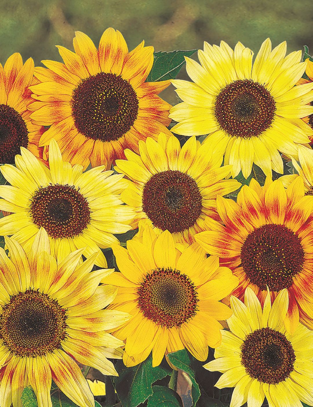 カーナビ sunflower Sunflower Dwarf Mix | Mr Fothergill's Seeds NZ