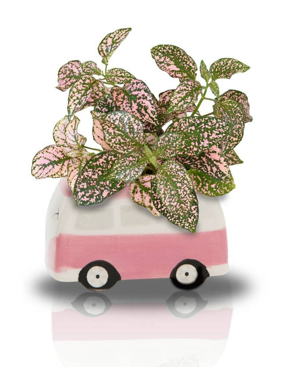 Minivan Grow Kit - Freckle Face Van - Pink
