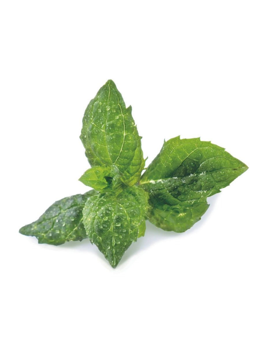 Véritable® Seed Lingot® - Mint Spearmint