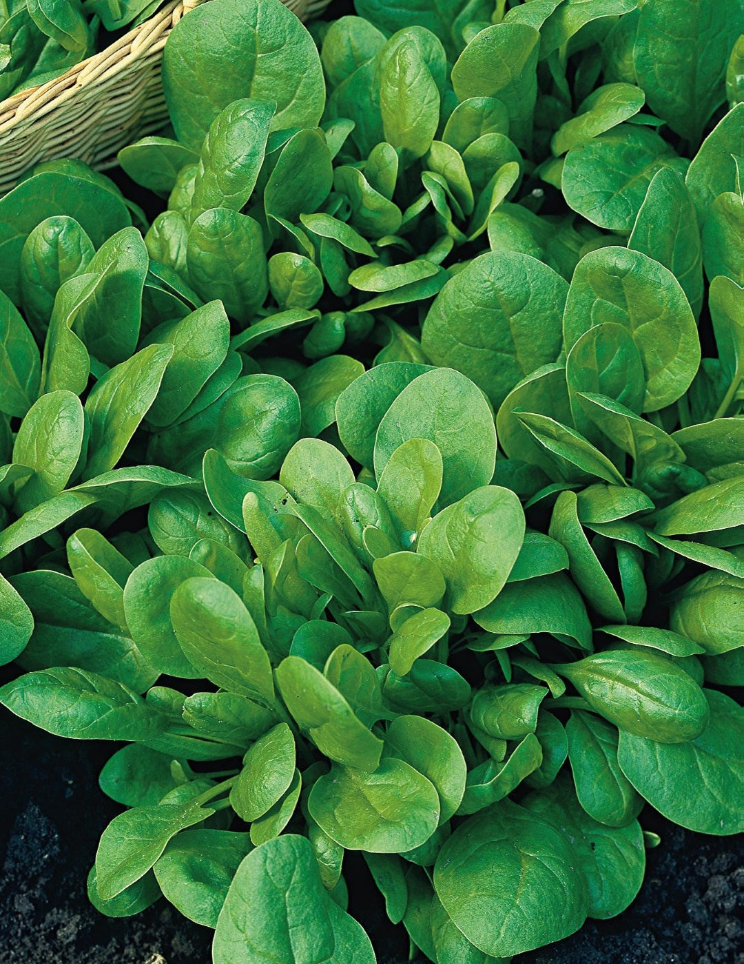 Spinach Andromeda F1