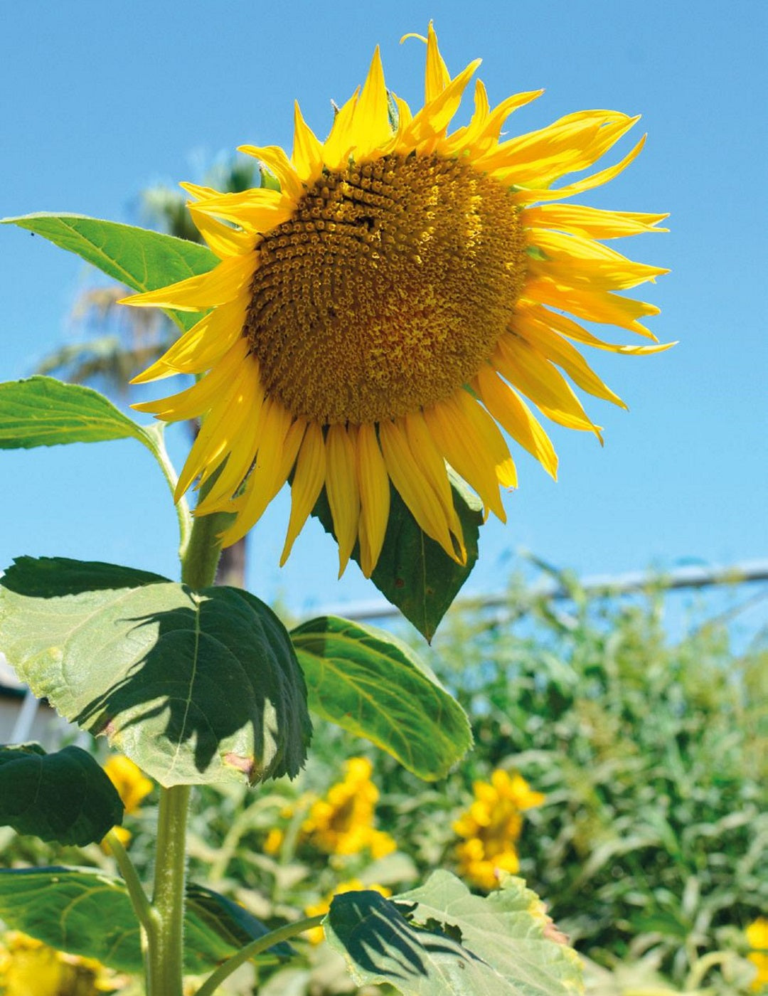 Sunflower Giant King Kong