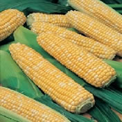 Sweet Corn Snow Gold Bicolour F1 VALUE PACK