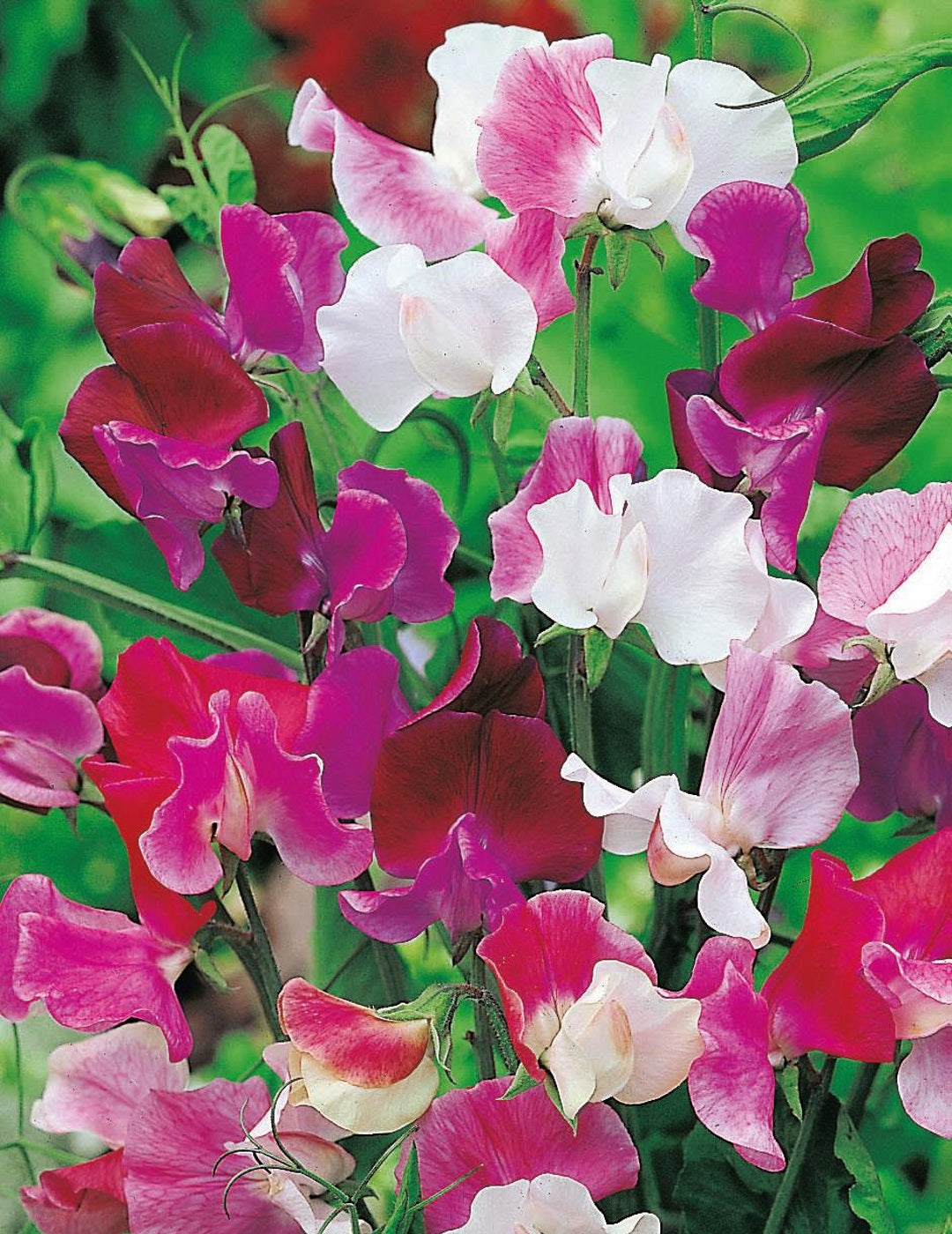 Sweet Pea Bi-Colour Mix