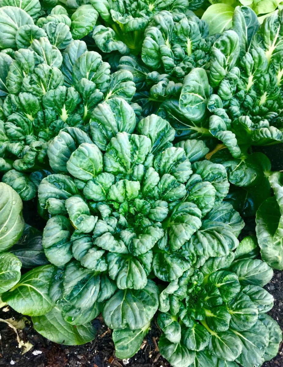 Bok Choi Seeds
