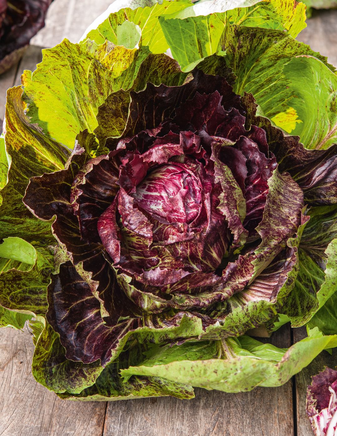 Radicchio Palla Rossa