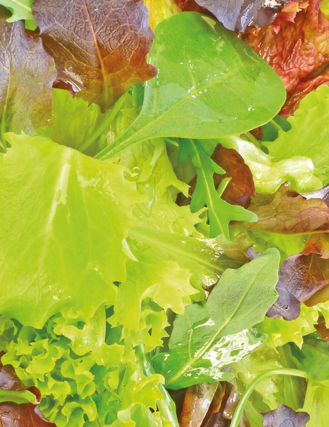 Mesclun Gourmet Salad