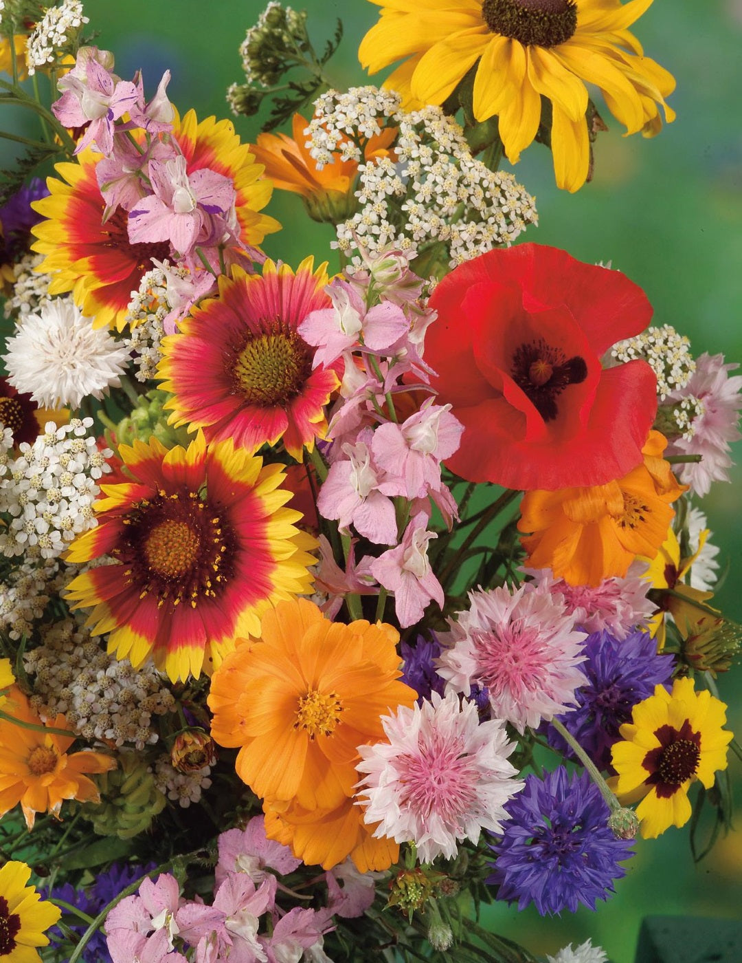 Wildflower Mix for Bees and Butterflies