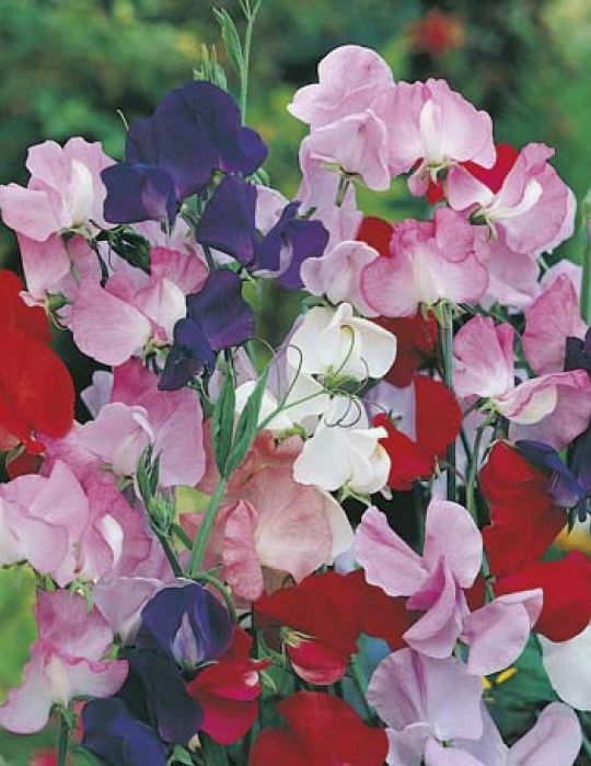 Sweet Pea Mammoth Mixed VALUE PACK